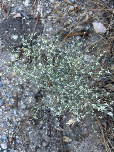 iNaturalist observation photo of Bailey's Buckwheat