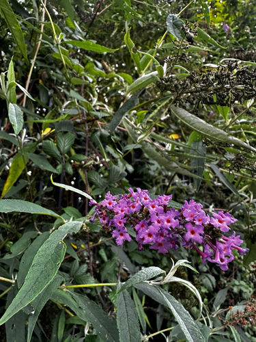 Butterfly bush