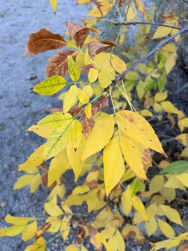 iNaturalist observation photo of ashes
