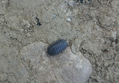 Armadillidium depressum