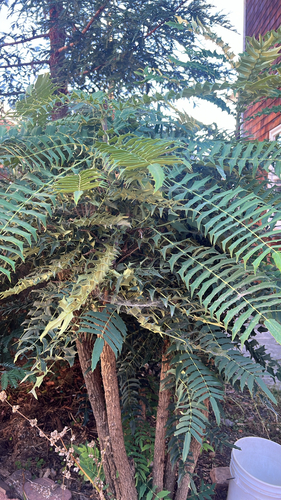 Mahonia oiwakensis, 2026-09-13