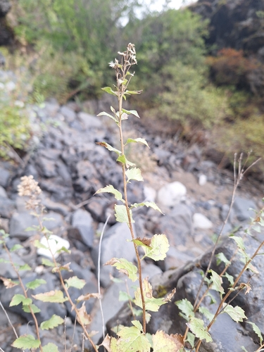 Ageratina occidentalis, photograph 4