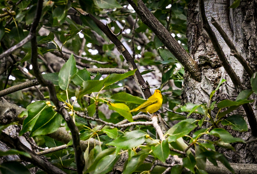 Wilson's Warbler