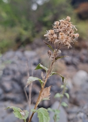 (c) cigazze, some rights reserved (CC BY) Ageratina occidentalis, photograph (c) cigazze, some rights reserved (CC BY)