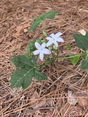 Cnidoscolus stimulosus