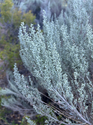 iNaturalist observation photo of Big Sagebrush