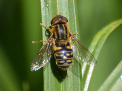 Parhelophilus