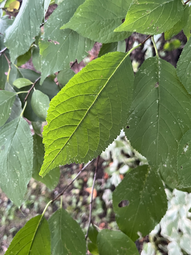 Canada plum