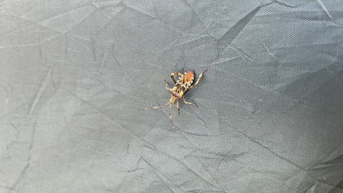 Western Conifer Seed Bug