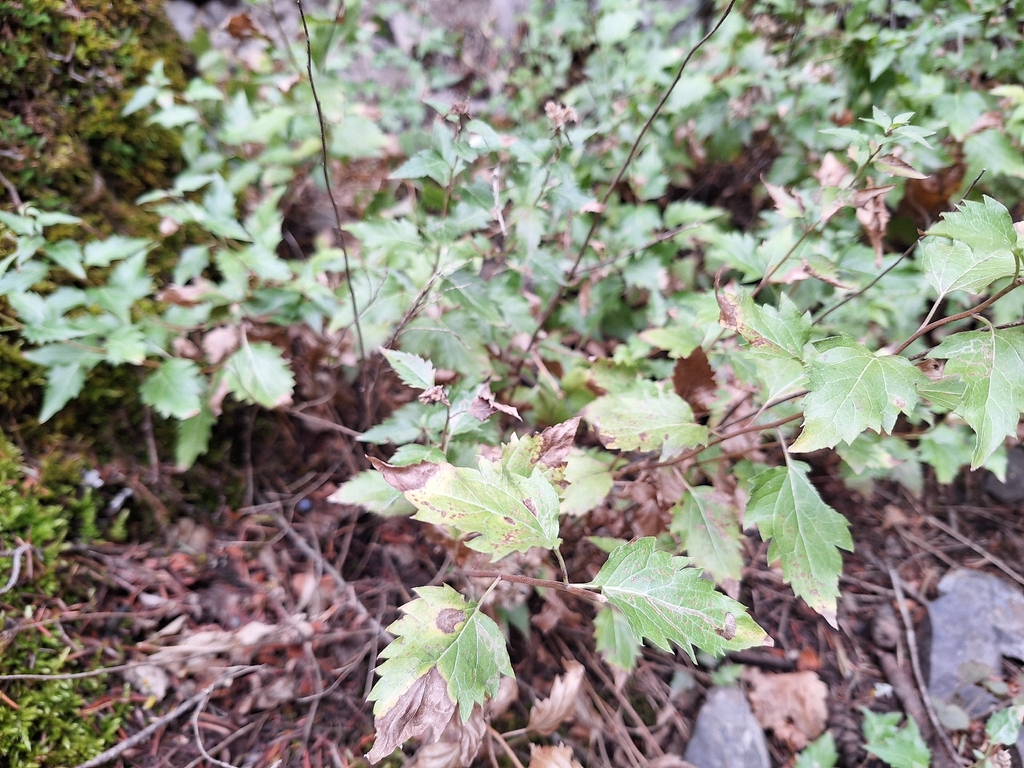 Ageratina occidentalis; photograph (c) cigazze, some rights reserved (CC BY)