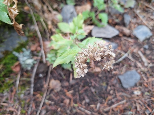 Ageratina occidentalis, photograph 3