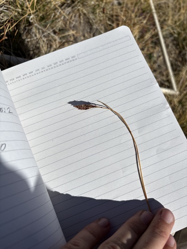 Carex heteroneura observed 2026-09-13