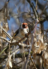 Carduelis carduelis