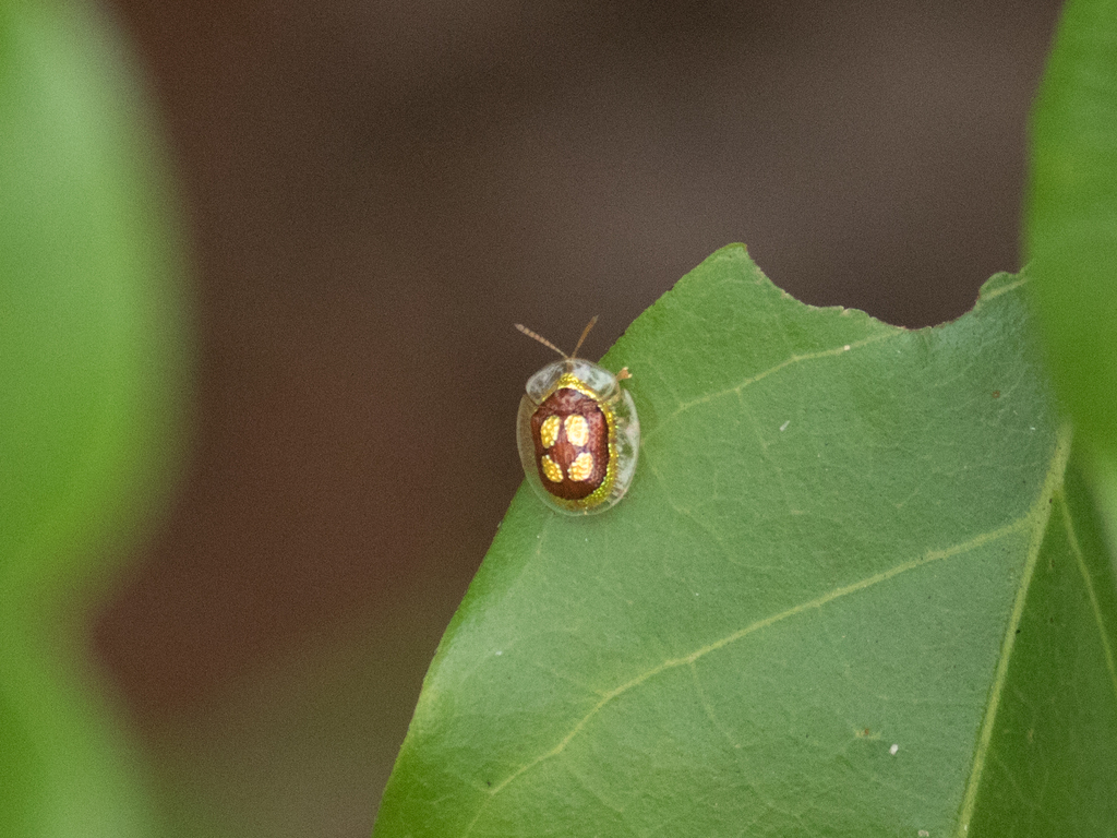 Charidotis quadrioculata