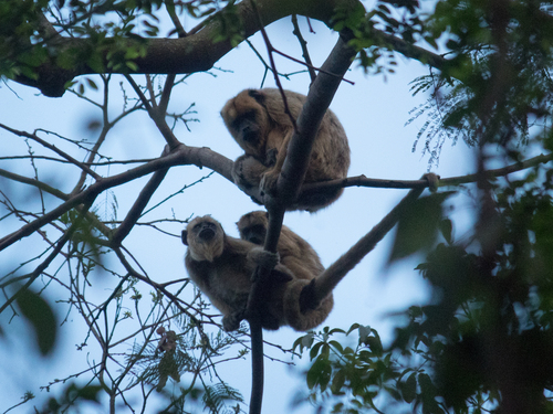 Black-and-gold Howler Monkey