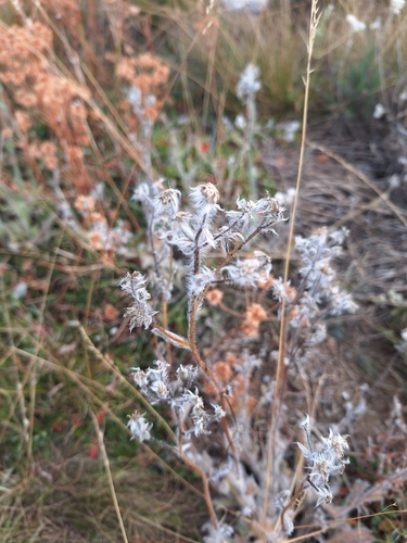 Hieracium scouleri, 2026-09-10