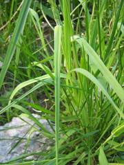 Dactylis glomerata