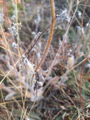 Hieracium scouleri, photograph (c) cigazze, some rights reserved (CC BY)