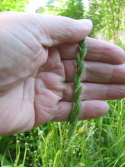 Dactylis glomerata