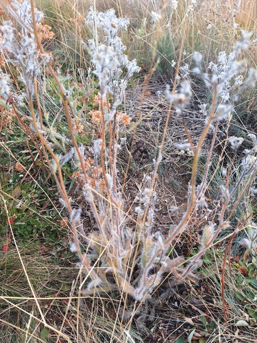 Hieracium scouleri, photograph 3