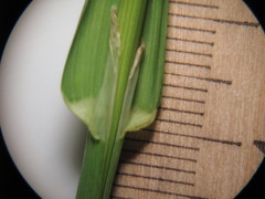 Dactylis glomerata