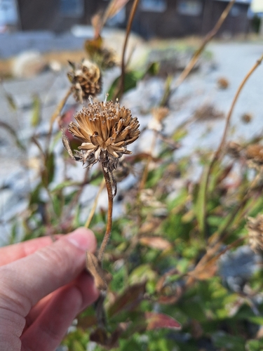 Helianthella uniflora, photograph 1
