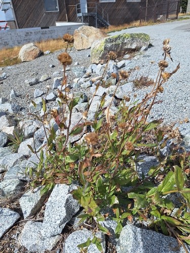 Helianthella uniflora, photograph 2