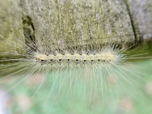 Fall Webworm Moth