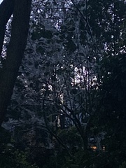 Thaumetopoea processionea