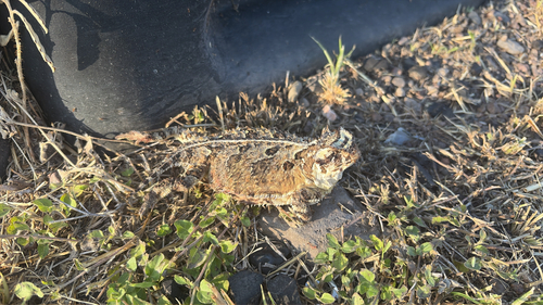 Texas Horned Lizard observed by bexarbranch