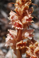 Orobanche austrohispanica