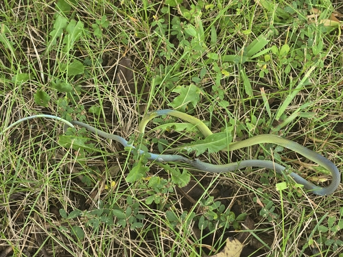 Rough Greensnake