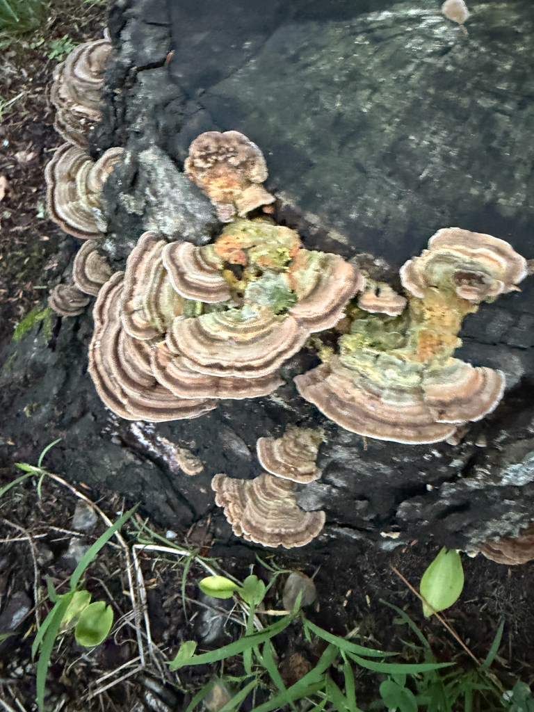 Gilled Polypore · September 2026 · photo: Photo: (c) Sawyer Baran, some rights reserved (CC BY) · iNaturalist