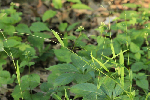 Leersia virginica, photograph 5