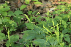 Leersia virginica, photograph author not stated, no rights reserved