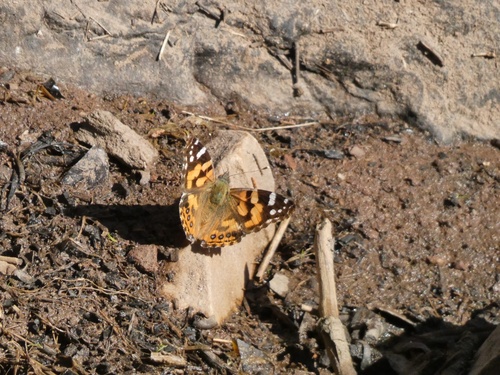 Australian Painted Lady