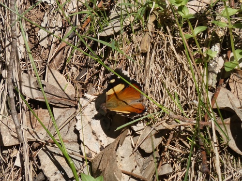 Yellow Admiral