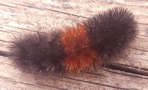 Isabella Tiger Moth