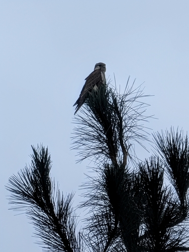 Prairie Falcon