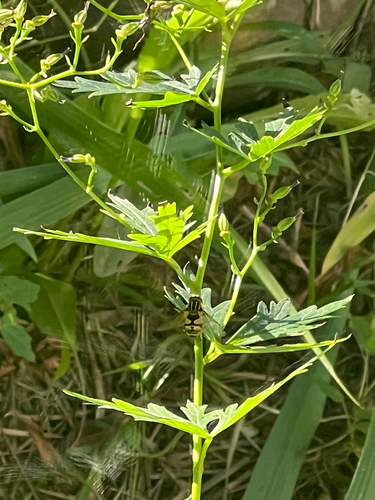 Narrow-headed Marsh Fly