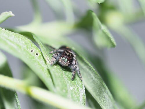 Bold Jumping Spider