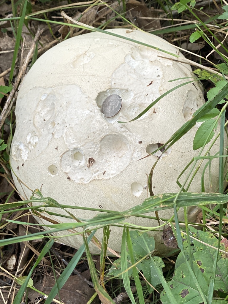 giant puffball · September 2026 · photo: Photo: (c) Sandy Wolkenberg, some rights reserved (CC BY) · iNaturalist