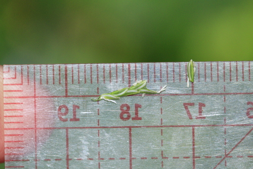 Leersia virginica, photograph 3
