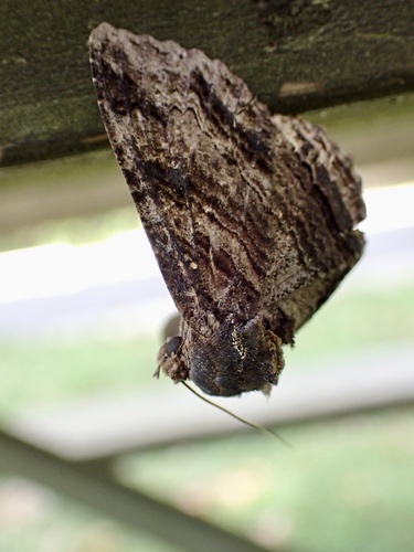 Lunate Zale Moth