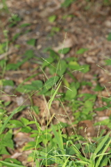 Leersia virginica, photograph author not stated, no rights reserved