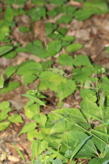 Leersia virginica, photograph author not stated, no rights reserved
