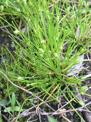 Isolepis carinata