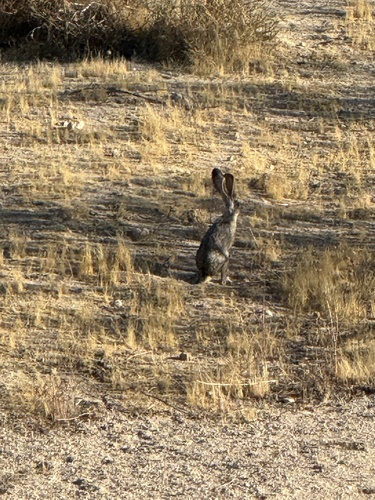 Black-tailed Jackrabbit observed by dashaantarctica