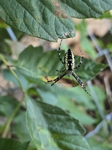 Yellow Garden Spider