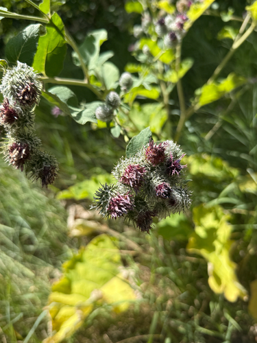 Woolly Burdock